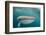 Whale Shark (Rhincodon Typus,) Filter Feeding Underwater Off El Mogote, Near La Paz-Michael Nolan-Framed Photographic Print