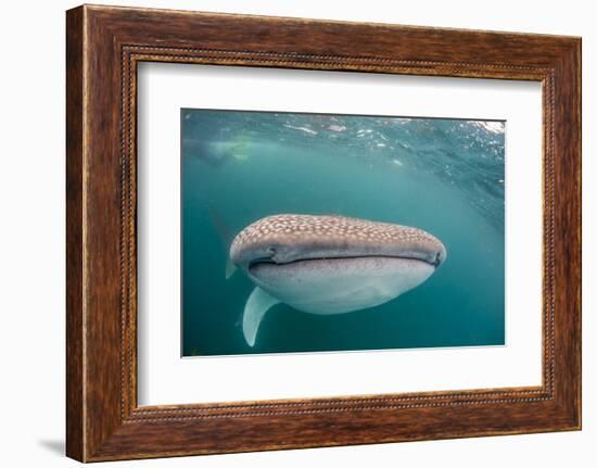 Whale Shark (Rhincodon Typus,) Filter Feeding Underwater Off El Mogote, Near La Paz-Michael Nolan-Framed Photographic Print