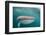 Whale Shark (Rhincodon Typus,) Filter Feeding Underwater Off El Mogote, Near La Paz-Michael Nolan-Framed Photographic Print