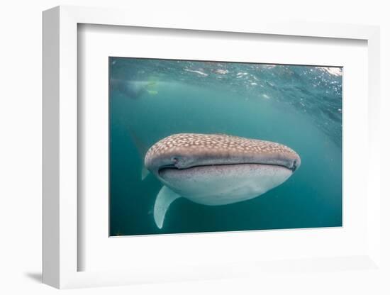 Whale Shark (Rhincodon Typus,) Filter Feeding Underwater Off El Mogote, Near La Paz-Michael Nolan-Framed Photographic Print