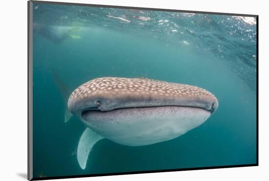 Whale Shark (Rhincodon Typus,) Filter Feeding Underwater Off El Mogote, Near La Paz-Michael Nolan-Mounted Photographic Print