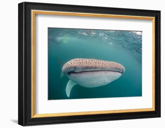 Whale Shark (Rhincodon Typus,) Filter Feeding Underwater Off El Mogote, Near La Paz-Michael Nolan-Framed Photographic Print