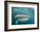 Whale Shark (Rhincodon Typus,) Filter Feeding Underwater Off El Mogote, Near La Paz-Michael Nolan-Framed Photographic Print