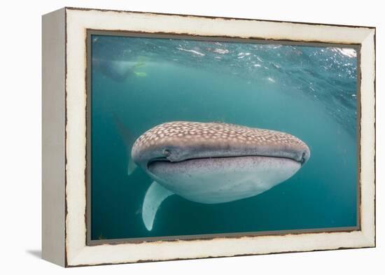 Whale Shark (Rhincodon Typus,) Filter Feeding Underwater Off El Mogote, Near La Paz-Michael Nolan-Framed Premier Image Canvas