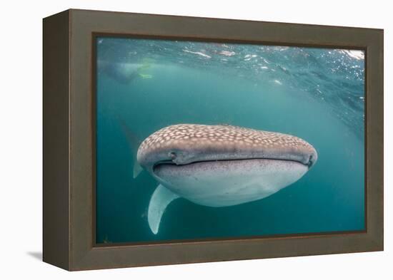 Whale Shark (Rhincodon Typus,) Filter Feeding Underwater Off El Mogote, Near La Paz-Michael Nolan-Framed Premier Image Canvas