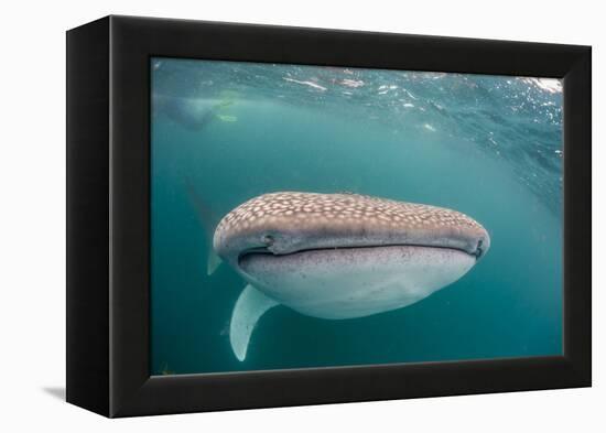 Whale Shark (Rhincodon Typus,) Filter Feeding Underwater Off El Mogote, Near La Paz-Michael Nolan-Framed Premier Image Canvas