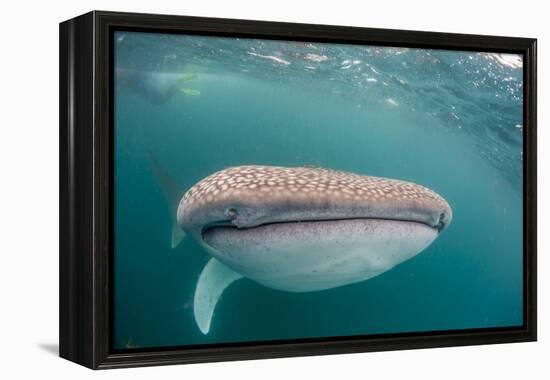 Whale Shark (Rhincodon Typus,) Filter Feeding Underwater Off El Mogote, Near La Paz-Michael Nolan-Framed Premier Image Canvas