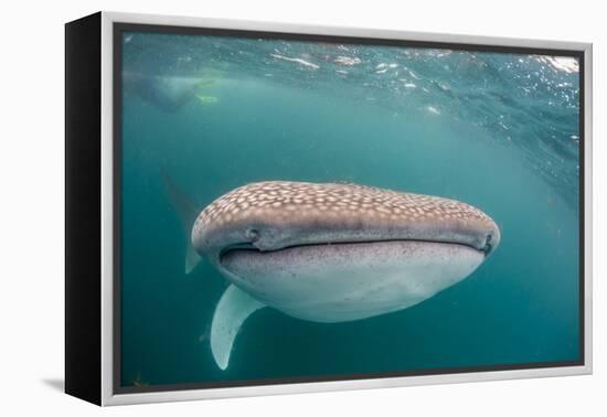 Whale Shark (Rhincodon Typus,) Filter Feeding Underwater Off El Mogote, Near La Paz-Michael Nolan-Framed Premier Image Canvas