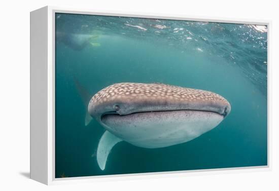 Whale Shark (Rhincodon Typus,) Filter Feeding Underwater Off El Mogote, Near La Paz-Michael Nolan-Framed Premier Image Canvas