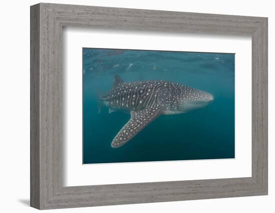 Whale Shark (Rhincodon Typus), Filter Feeding Underwater Off El Mogote, Near La Paz-Michael Nolan-Framed Photographic Print