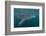 Whale Shark (Rhincodon Typus), Filter Feeding Underwater Off El Mogote, Near La Paz-Michael Nolan-Framed Photographic Print