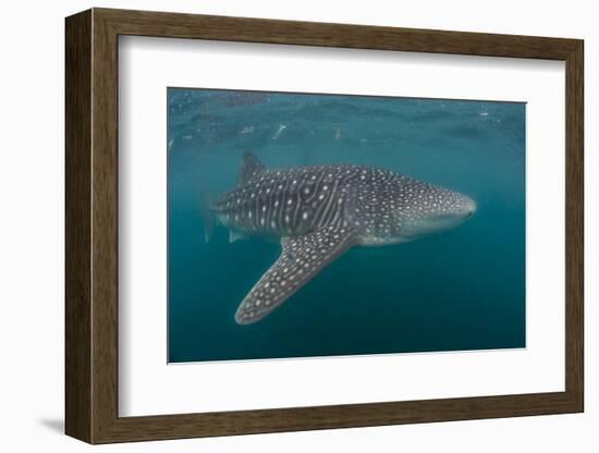 Whale Shark (Rhincodon Typus), Filter Feeding Underwater Off El Mogote, Near La Paz-Michael Nolan-Framed Photographic Print