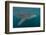 Whale Shark (Rhincodon Typus), Filter Feeding Underwater Off El Mogote, Near La Paz-Michael Nolan-Framed Photographic Print