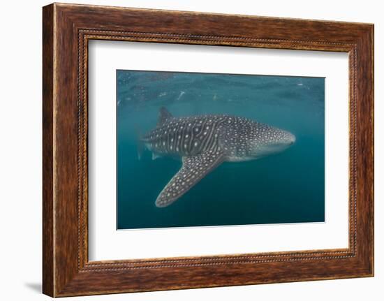 Whale Shark (Rhincodon Typus), Filter Feeding Underwater Off El Mogote, Near La Paz-Michael Nolan-Framed Photographic Print