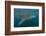 Whale Shark (Rhincodon Typus), Filter Feeding Underwater Off El Mogote, Near La Paz-Michael Nolan-Framed Photographic Print