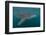 Whale Shark (Rhincodon Typus), Filter Feeding Underwater Off El Mogote, Near La Paz-Michael Nolan-Framed Photographic Print