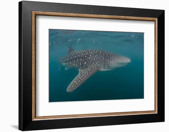 Whale Shark (Rhincodon Typus), Filter Feeding Underwater Off El Mogote, Near La Paz-Michael Nolan-Framed Photographic Print