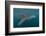 Whale Shark (Rhincodon Typus), Filter Feeding Underwater Off El Mogote, Near La Paz-Michael Nolan-Framed Photographic Print