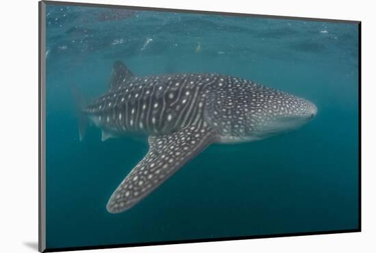 Whale Shark (Rhincodon Typus), Filter Feeding Underwater Off El Mogote, Near La Paz-Michael Nolan-Mounted Photographic Print