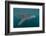Whale Shark (Rhincodon Typus), Filter Feeding Underwater Off El Mogote, Near La Paz-Michael Nolan-Framed Photographic Print