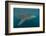 Whale Shark (Rhincodon Typus), Filter Feeding Underwater Off El Mogote, Near La Paz-Michael Nolan-Framed Photographic Print