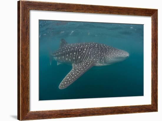 Whale Shark (Rhincodon Typus), Filter Feeding Underwater Off El Mogote, Near La Paz-Michael Nolan-Framed Photographic Print