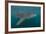 Whale Shark (Rhincodon Typus), Filter Feeding Underwater Off El Mogote, Near La Paz-Michael Nolan-Framed Photographic Print