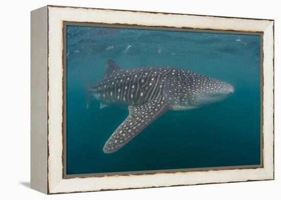 Whale Shark (Rhincodon Typus), Filter Feeding Underwater Off El Mogote, Near La Paz-Michael Nolan-Framed Premier Image Canvas