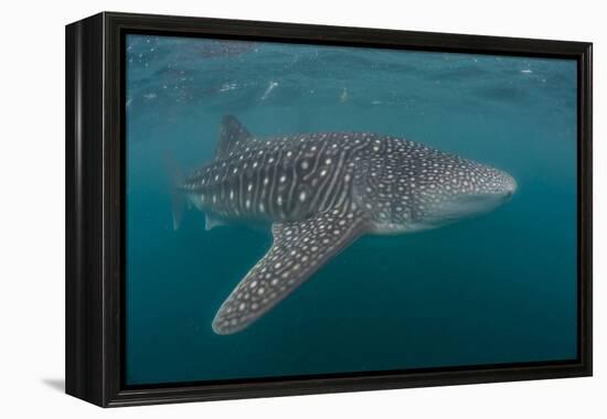 Whale Shark (Rhincodon Typus), Filter Feeding Underwater Off El Mogote, Near La Paz-Michael Nolan-Framed Premier Image Canvas