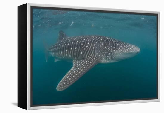 Whale Shark (Rhincodon Typus), Filter Feeding Underwater Off El Mogote, Near La Paz-Michael Nolan-Framed Premier Image Canvas