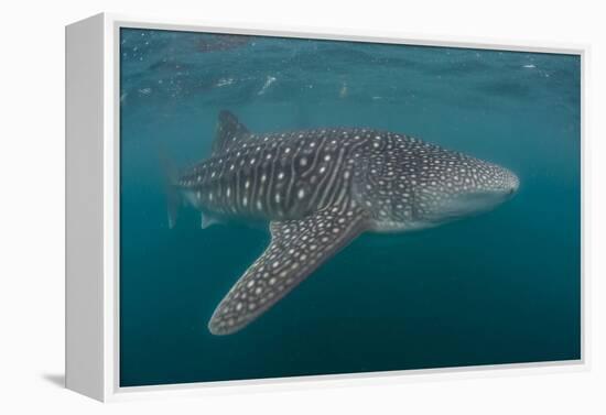 Whale Shark (Rhincodon Typus), Filter Feeding Underwater Off El Mogote, Near La Paz-Michael Nolan-Framed Premier Image Canvas