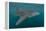 Whale Shark (Rhincodon Typus), Filter Feeding Underwater Off El Mogote, Near La Paz-Michael Nolan-Framed Premier Image Canvas