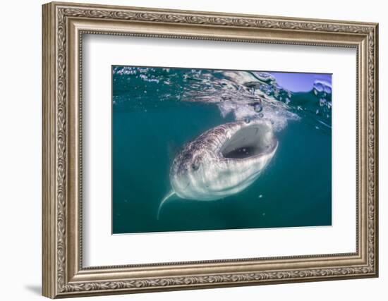 Whale Shark (Rhincodon Typus), Filter Feeding Underwater Off El Mogote, Near La Paz-Michael Nolan-Framed Photographic Print