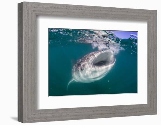 Whale Shark (Rhincodon Typus), Filter Feeding Underwater Off El Mogote, Near La Paz-Michael Nolan-Framed Photographic Print