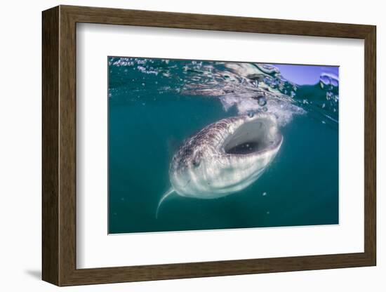 Whale Shark (Rhincodon Typus), Filter Feeding Underwater Off El Mogote, Near La Paz-Michael Nolan-Framed Photographic Print