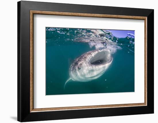 Whale Shark (Rhincodon Typus), Filter Feeding Underwater Off El Mogote, Near La Paz-Michael Nolan-Framed Photographic Print