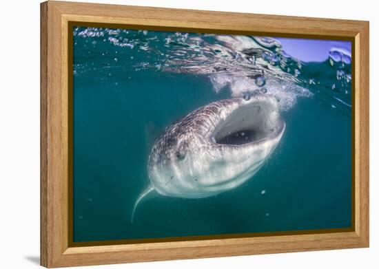 Whale Shark (Rhincodon Typus), Filter Feeding Underwater Off El Mogote, Near La Paz-Michael Nolan-Framed Premier Image Canvas