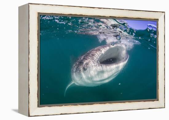 Whale Shark (Rhincodon Typus), Filter Feeding Underwater Off El Mogote, Near La Paz-Michael Nolan-Framed Premier Image Canvas