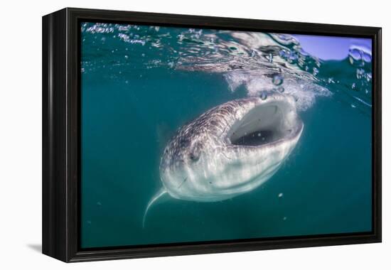 Whale Shark (Rhincodon Typus), Filter Feeding Underwater Off El Mogote, Near La Paz-Michael Nolan-Framed Premier Image Canvas