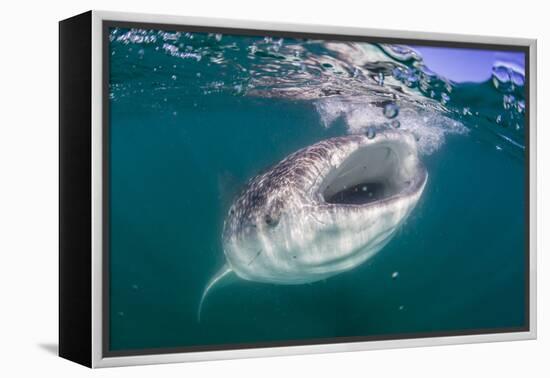 Whale Shark (Rhincodon Typus), Filter Feeding Underwater Off El Mogote, Near La Paz-Michael Nolan-Framed Premier Image Canvas