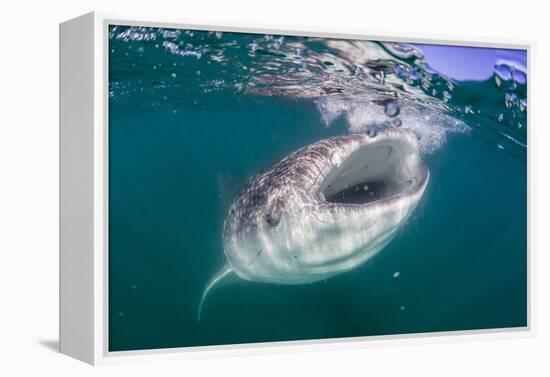 Whale Shark (Rhincodon Typus), Filter Feeding Underwater Off El Mogote, Near La Paz-Michael Nolan-Framed Premier Image Canvas