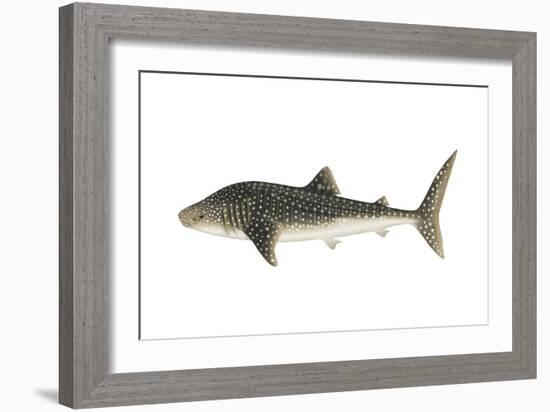 Whale Shark (Rhincodon Typus), Fishes-Encyclopaedia Britannica-Framed Art Print