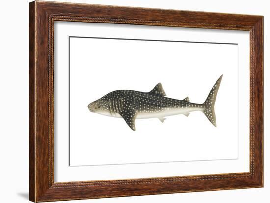Whale Shark (Rhincodon Typus), Fishes-Encyclopaedia Britannica-Framed Art Print