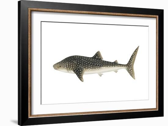 Whale Shark (Rhincodon Typus), Fishes-Encyclopaedia Britannica-Framed Art Print