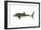 Whale Shark (Rhincodon Typus), Fishes-Encyclopaedia Britannica-Framed Art Print