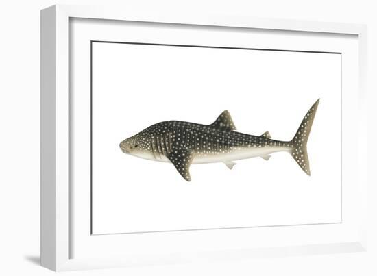 Whale Shark (Rhincodon Typus), Fishes-Encyclopaedia Britannica-Framed Art Print