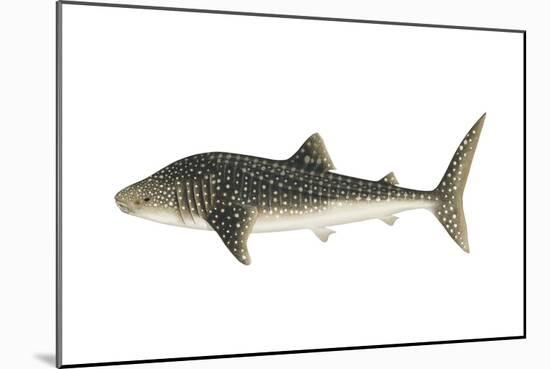 Whale Shark (Rhincodon Typus), Fishes-Encyclopaedia Britannica-Mounted Art Print