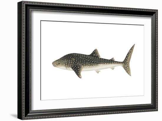 Whale Shark (Rhincodon Typus), Fishes-Encyclopaedia Britannica-Framed Art Print