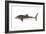 Whale Shark (Rhincodon Typus), Fishes-Encyclopaedia Britannica-Framed Art Print