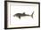 Whale Shark (Rhincodon Typus), Fishes-Encyclopaedia Britannica-Framed Art Print